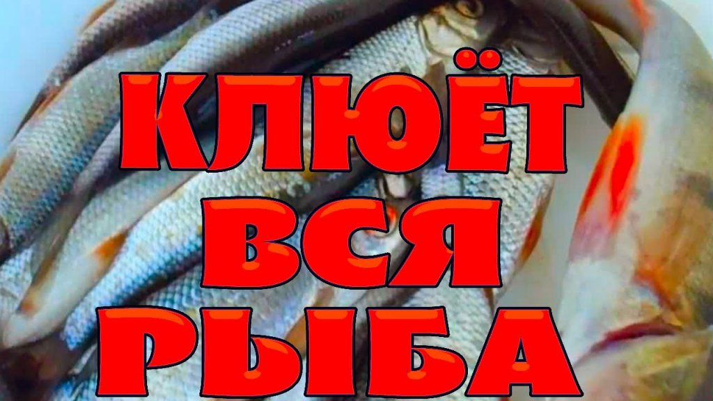Клевая Рыбалка 2022 Год Последнее Новое Ютуб Клевая Рыбалка 2022 Год Последнее Новое Ютуб